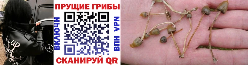 Галлюциногенные грибы GOLDEN TEACHER  купить закладку  гидра рабочий сайт  Тайшет 
